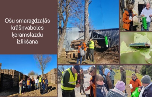 VAAD eksperti sadarbībā ar Zviedrijas kolēģiem veic ošu smaragdzaļās krāšņvaboles monitoringu