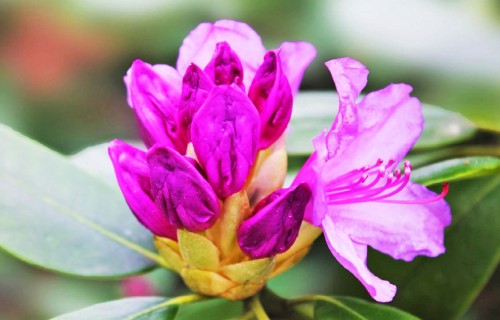Jaunas rododendru šķirnes Latvijas Universitātes audzētavā "Babīte"
