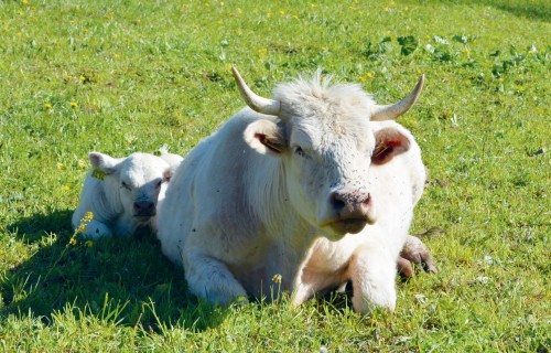 Tauros audzē lopus un ražo bioloģisko daudzveidību