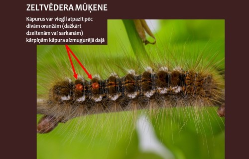 Zemgalē jauna vieta, kur savairojies cilvēka veselībai bīstamais kaitēklis - zeltvēdera mūķene