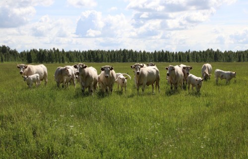 Dati par dzīvnieku veselību būs vienotā sistēmā, pieejamā dzīvnieku īpašniekiem un veterinārārstiem