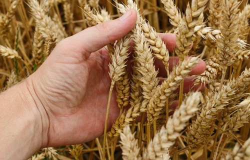 Lauku konsultāciju un izglītības centrs šogad Latvijā prognozē graudu ražu 3,4 miljonu tonnu apmērā