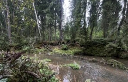 Latvijas Dabas fonds aicina iepazīt gada dzīvotni – malu – ainavu tūrē Viesatas upesloku takā