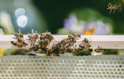 ZM konkurss “Sējējs 2025” – atbalstām biškopjus