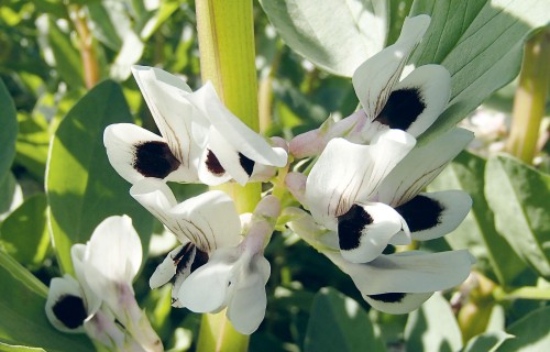 Kaitēkļi un slimības lauka pupu sējumos 2025. gadā