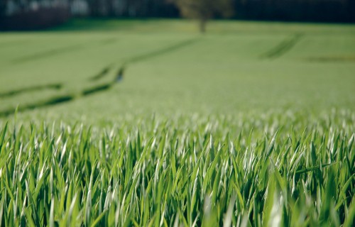 Domājot ārpus rāmjiem – Rovensa Next agronomes pielāgojas neparastajiem izaicinājumiem