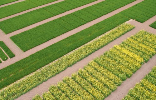 Ziemas rapšu hibrīdu salīdzinājumi Scandagra Latvia Kompetenču centrā 2024./2025. gada sezonā