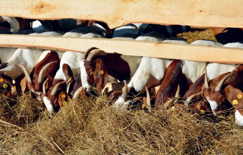 SIA "Lubejas" audzē Būru kazas