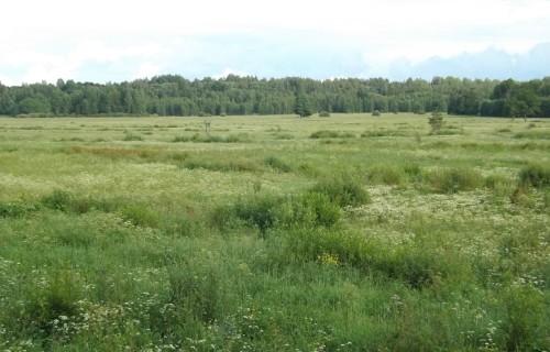 Atbalstam bioloģiski vērtīgu zālāju atjaunošanai pieteikšanās no 1. decembra