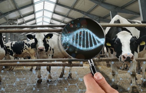 Genoma testu rezultāti apliecina: precīza atlase uzlabo ganāmpulka ražību un veselību