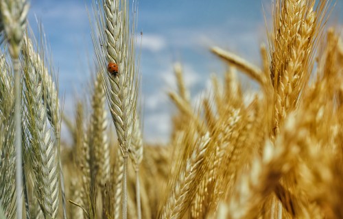 "Rēzeknes dzirnavnieks": Gads graudkopībā bijis labs