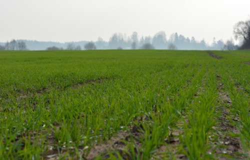 No 1.decembra LAD pakāpeniski uzsāk izmaksāt daudzus platību maksājumus
