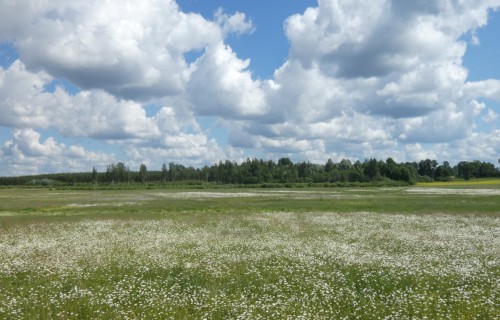 2026. gadā pilnā apjomā piešķirts valsts atbalsta finansējums lauksaimniecībai