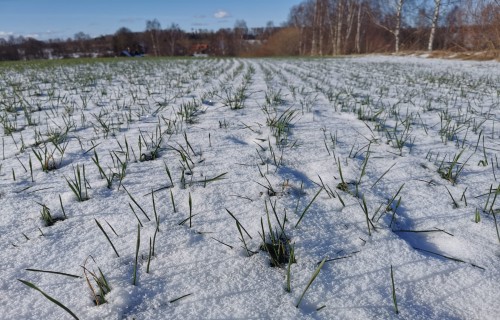 Lauksaimnieki aicināti uz konferenci Rēzeknē – par lauksaimniecības nākotni