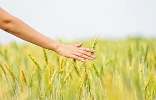 eAgronom augsnes oglekļa programma saņem Verra reģistrāciju un izsniedz kredītus Baltijas valstīs un Polijā