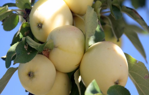 Papildu finansējums programmas “Piens un augļi skolai” īstenošanai