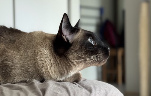 Šķirnes mājas (istabas) dzīvnieku audzētāju organizācijām jāsniedz ikgadējā informācija