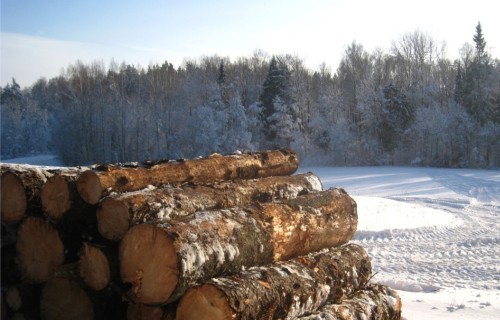 2025. gadā mežā izsniegtie koku ciršanas apliecinājumi