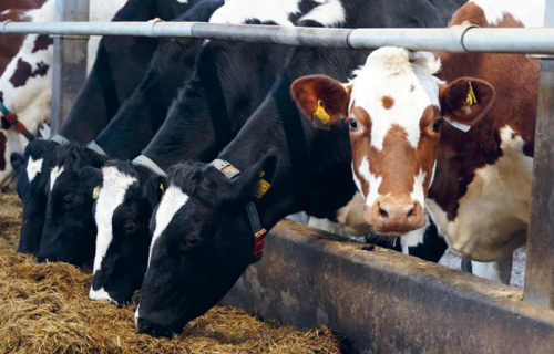 SIA "Rojupes Silmači" inovācijas un tradīcijas