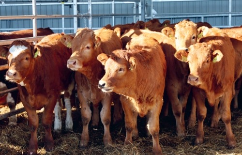 Vai pērnās lopbarības kvalitāte ietekmēs lopu eksportu 2026. gadā