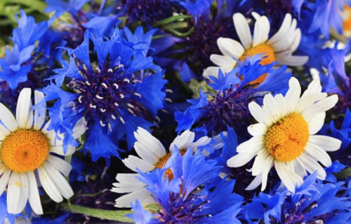 Jāņu zālītes un nezālītes