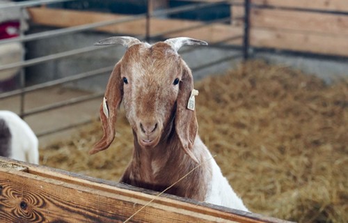 ZS "Nornieki" – strausi, kazas un garšas stāsti