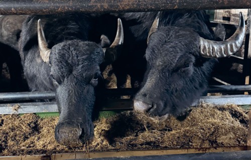 Pirmie ūdens bifeļi Latvijā