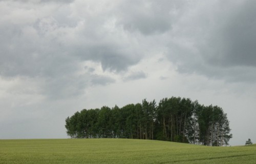 13.martā notiks ikgadējais vebinārs par zinātnisko pētījumu rezultātiem ilgtspējīgai lauksaimniecībai