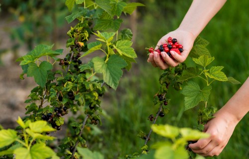 Bargā ziema apdraud augļu un ogu dārzus