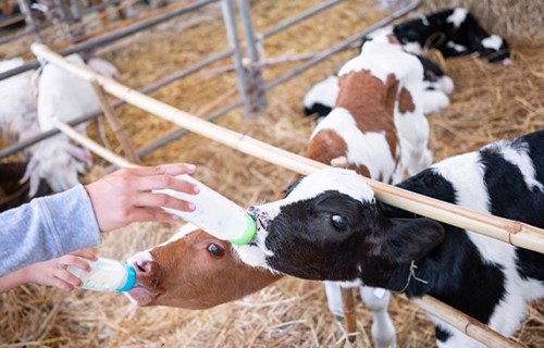 Farmācijas likumā nodrošinās veterināro zāļu aprites procesa digitālu norisi, uzraudzību un kontroli