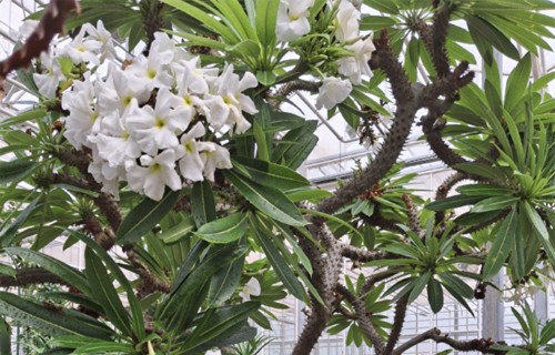 Lamēra pahipodija - Madagaskaras palma