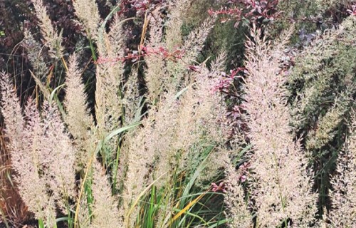 Rudens skaistule - dimanta zāle