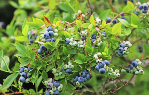 Augstās zilenes mūsu dārzos