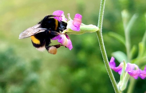 Tiešsaistes seminārā iepazīstinās ar jaunākajiem pētījumiem ilgtspējīgas un videi draudzīgas saimniekošanas jomā