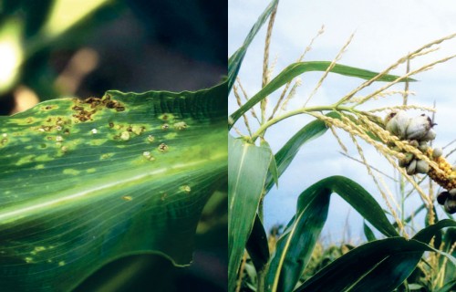 Kukurūzas vālīšu parastā jeb pūšļveida melnplauka