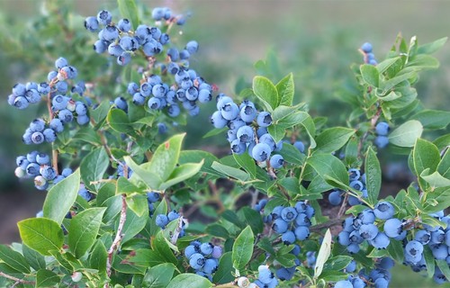 No 1. aprīļa saimniecības var reģistrēt sezonas laukstrādniekus