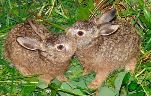 Aicinām uz pavasara ķepu rotaļām Līgatnes dabas takās!