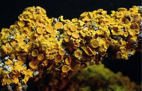 Latvijas gada dabas simboli 2026