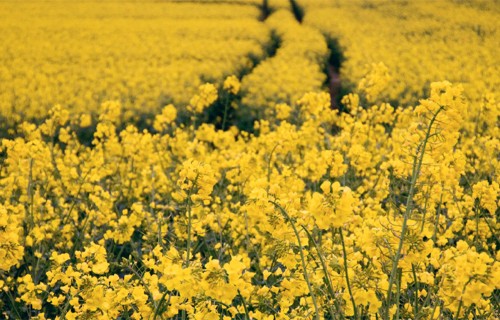 Baltā puve ziemas rapšos: kā izprast slimības risku, izplatību un to pārvaldīt