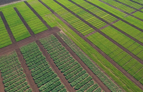 Slāpekļa mēslošana praksē: Scandagra Latvia izmēģinājumu rezultāti, raža un ekonomika