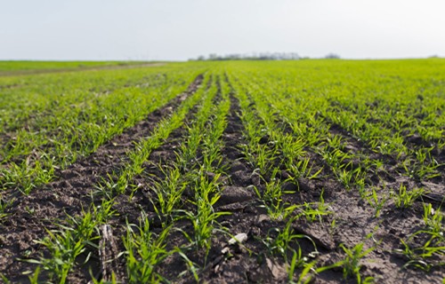 Aptauja: 18% Latvijas lauksaimnieku šogad prognozē labāku ražu