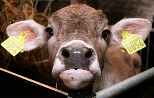 Turpmāk informācija dzīvnieku reģistrā jāiesniedz elektroniski