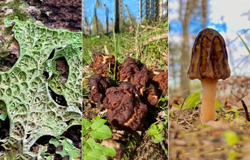 Pavasara sēņu simpozijs