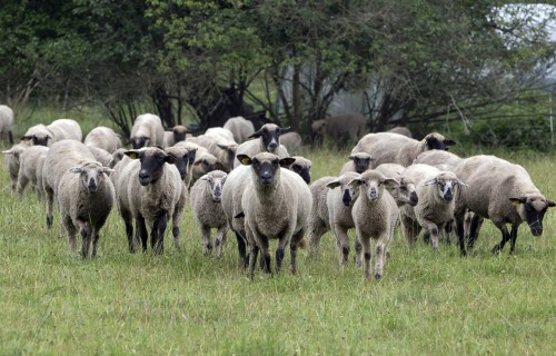Ganību izmantošana jēru nobarošanā