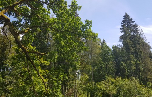 Tikai ar mežu sertifikāciju vien nepietiek, lai pasaulē apturētu atmežošanu