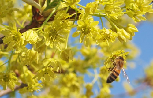 Lauku atbalsta dienests aicina biškopjus ziņot par bišu saimju skaitu