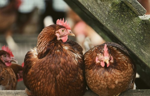 Pārtikas un veterinārais dienests mājputnu turētājiem atgādina par biodrošību
