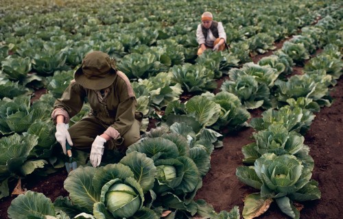 Darba līgums ar sezonas darbinieku