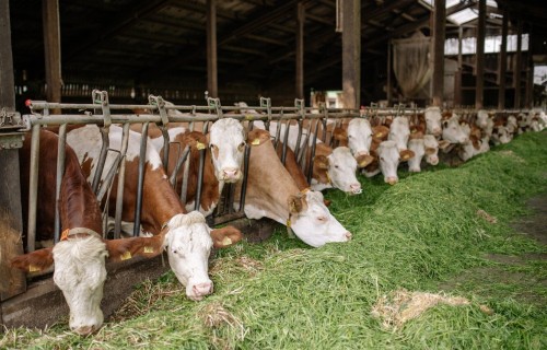 Svaigpiena iepirkuma cena novembrī palielinājusies par 2,1%