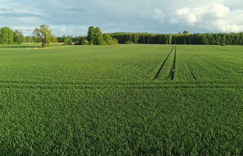 LLKC: Resursu pieejamība un laikapstākļi ietekmē ziemāju ražas līmeni